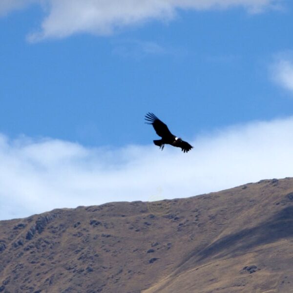 condor soar watching cusco