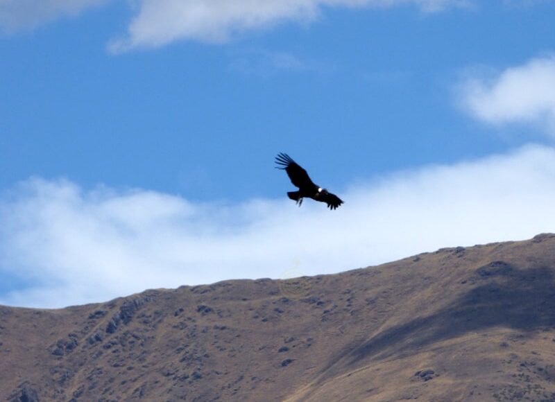 condor soar watching cusco