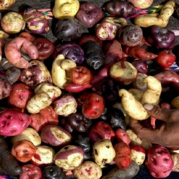 cusco potato park tour