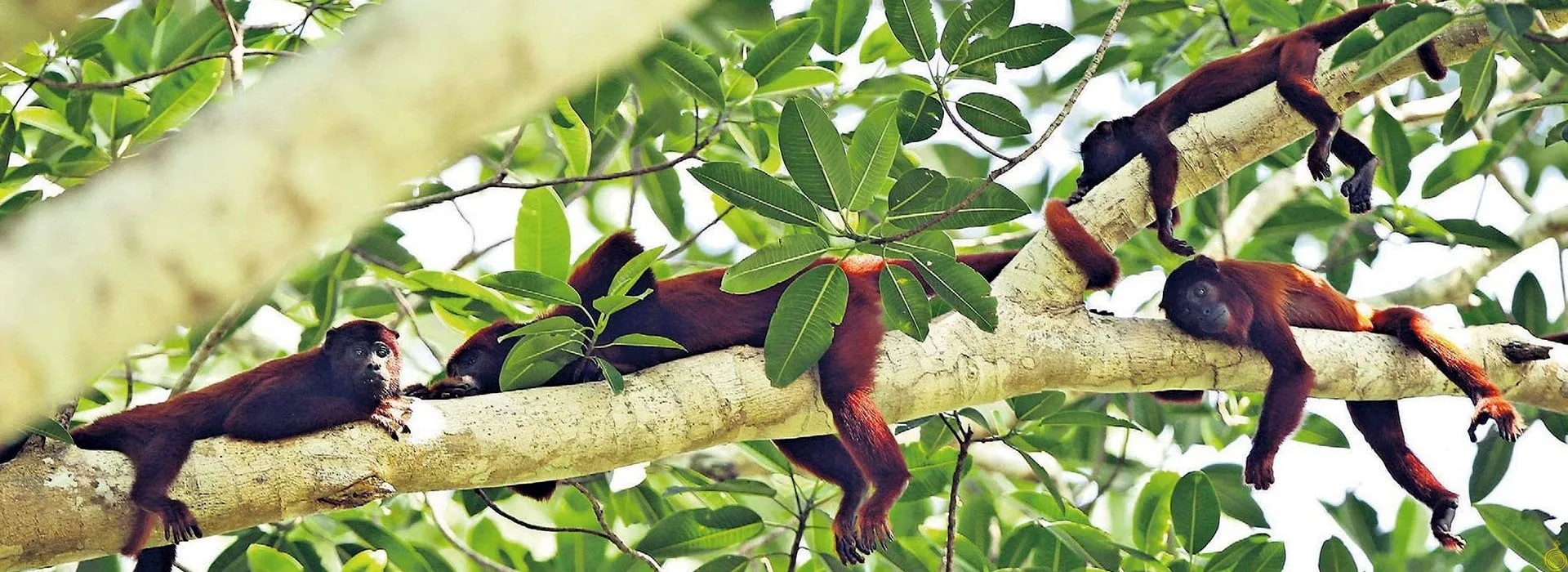manu jungle trip peru