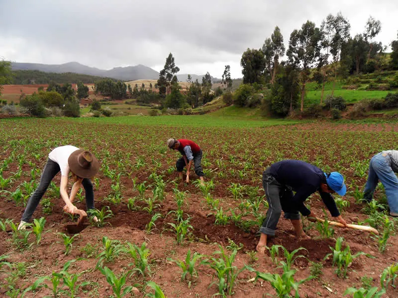 peru agricultural experience homestay